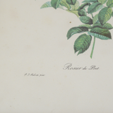 Botanical planks rose roses Dreaded