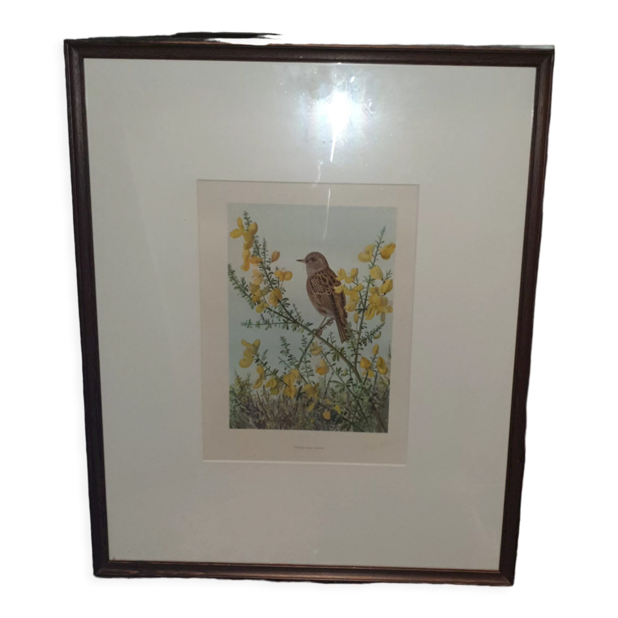 Ornithological engraving