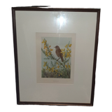 Ornithological engraving
