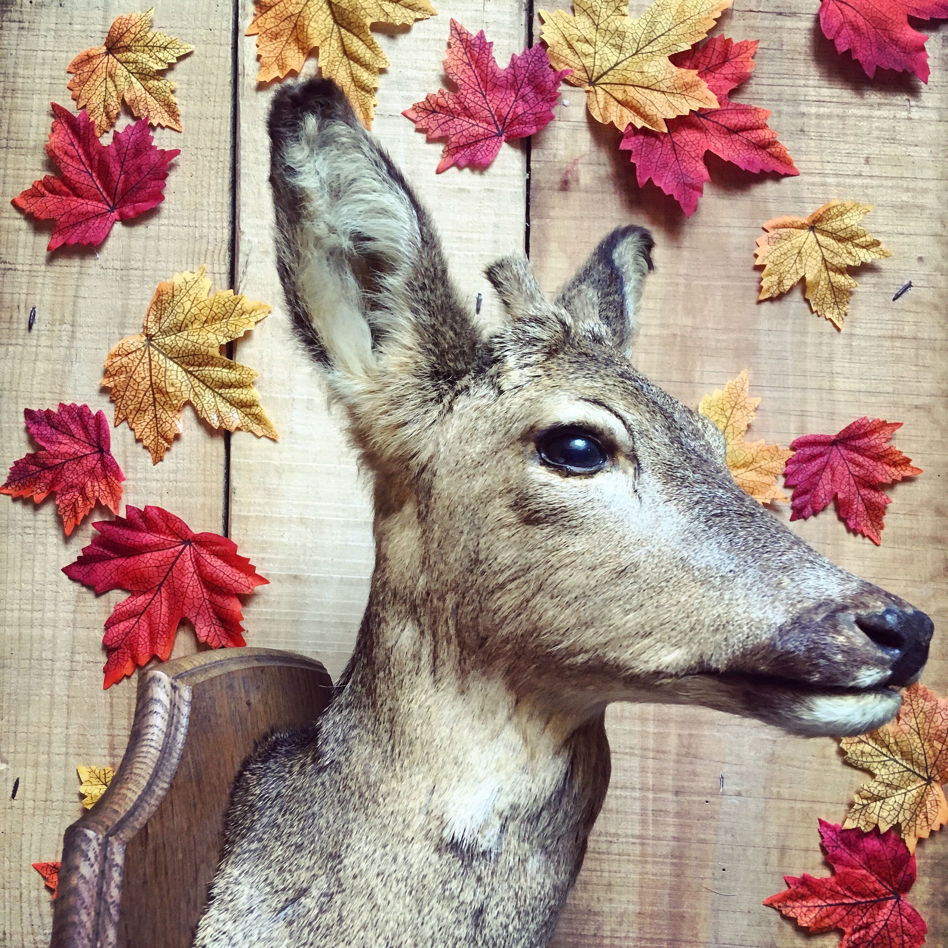 Taxidermy. Young deer. Hunting trophy. 1960's. Decoration cottage, cabin, country house. Curiosity cabinet