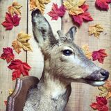 Taxidermy. Young deer. Hunting trophy. 1960's. Decoration cottage, cabin, country house. Curiosity cabinet