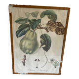 Lithograph, old botanical poster