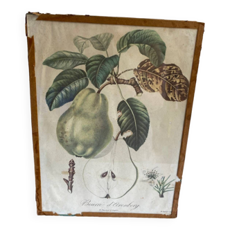 Lithograph, old botanical poster