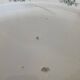 Antique oval dish Moulin des Loups model Athens