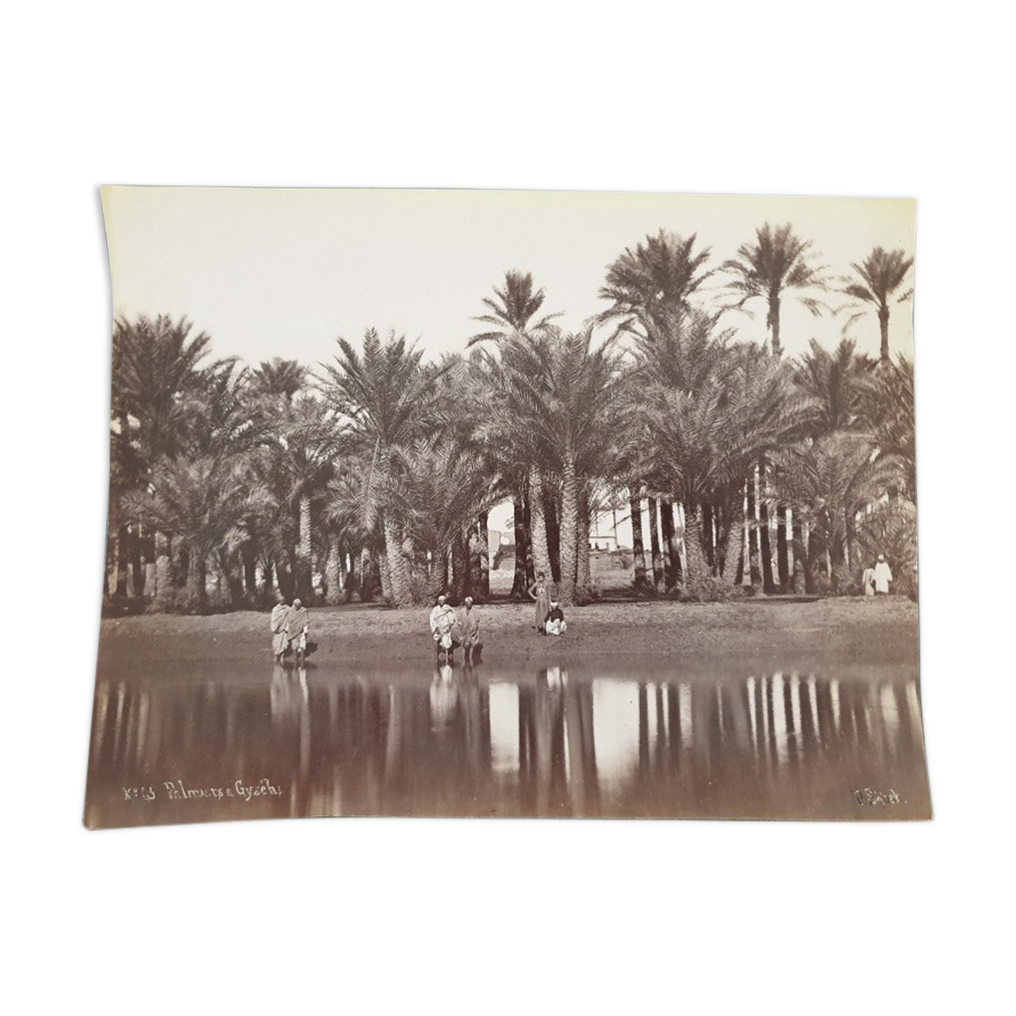 Photographie, tirage albuminé - Palmiers de Gyzeh, près du Caire, Egypte, Pascal Sébah (1823-1886)