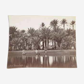 Photographie, tirage albuminé - Palmiers de Gyzeh, près du Caire, Egypte, Pascal Sébah (1823-1886)