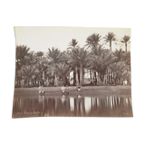 Photographie, tirage albuminé - Palmiers de Gyzeh, près du Caire, Egypte, Pascal Sébah (1823-1886)