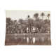 Photographie, tirage albuminé - Palmiers de Gyzeh, près du Caire, Egypte, Pascal Sébah (1823-1886)