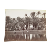 Photographie, tirage albuminé - Palmiers de Gyzeh, près du Caire, Egypte, Pascal Sébah (1823-1886)