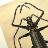 Antique plate from 1839 - Priones Insects 4 - Hand-colored engraving