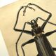 Antique plate from 1839 - Priones Insects 4 - Hand-colored engraving
