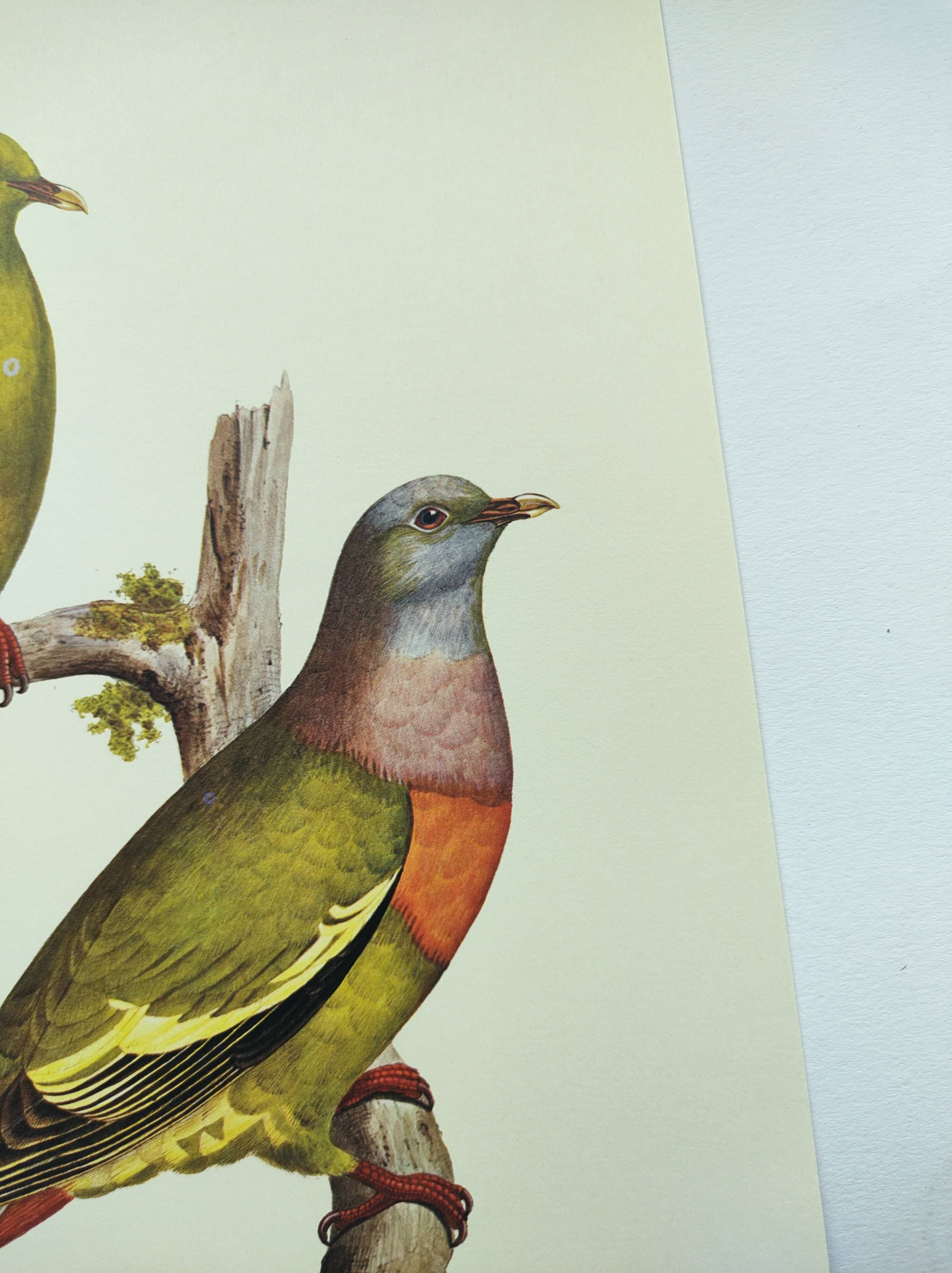 Old plate - Colombar girouanne - Vintage zoological and ornithological illustration from 1970