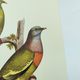Old plate - Colombar girouanne - Vintage zoological and ornithological illustration from 1970