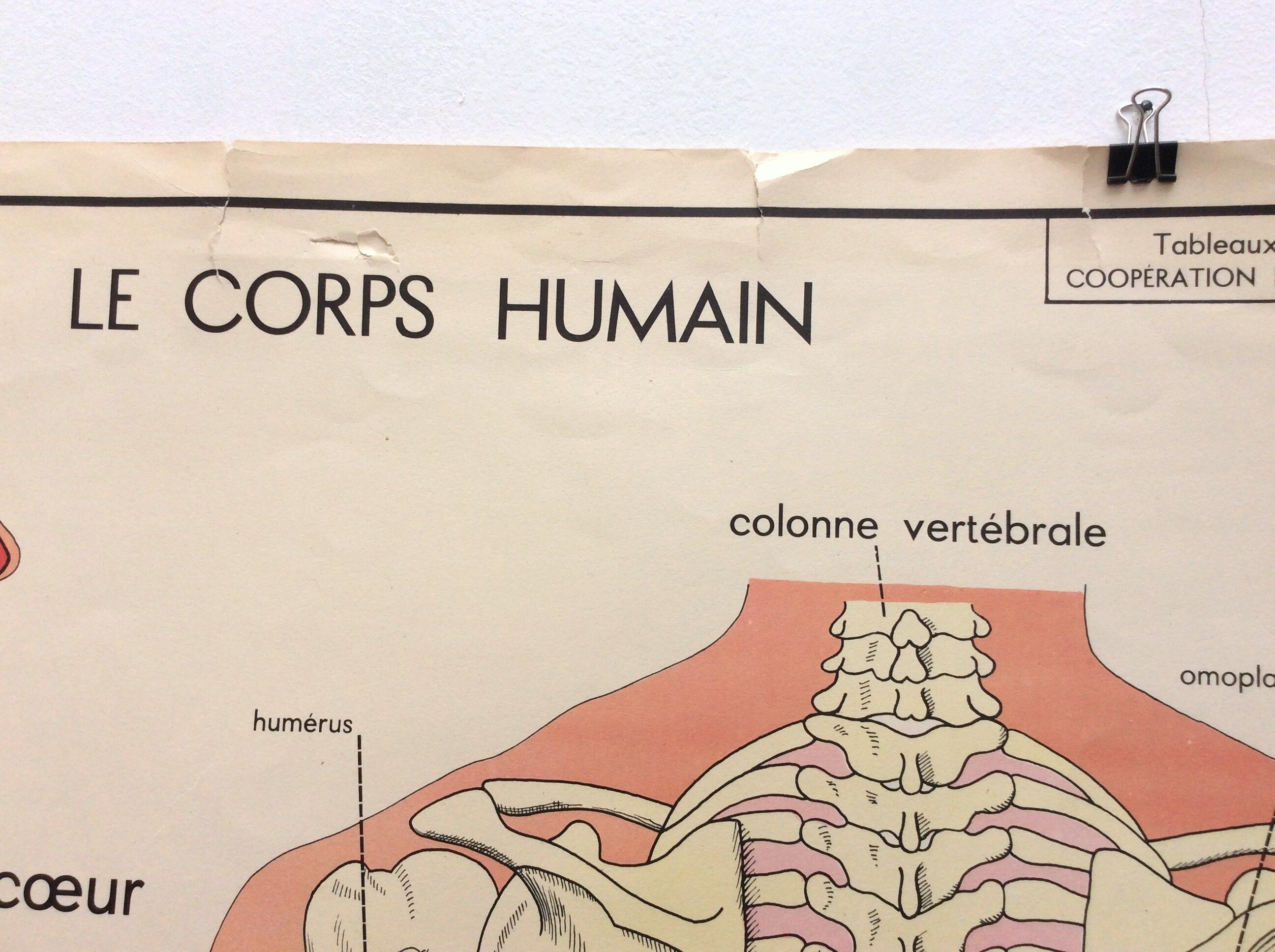 School anatomy poster (human body and digestive system)