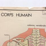 School anatomy poster (human body and digestive system)