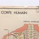 School anatomy poster (human body and digestive system)