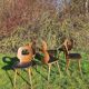 Baumann X6 chairs, Ant model