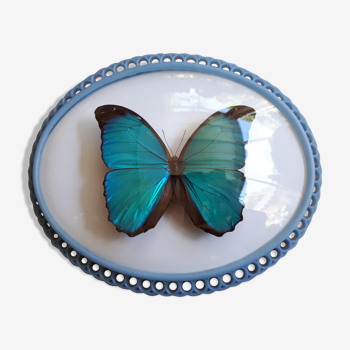 Naturalized morpho butterfly framed