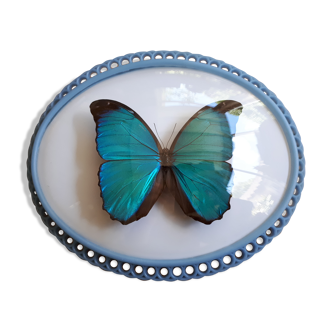 Papillon morpho naturalisé encadré