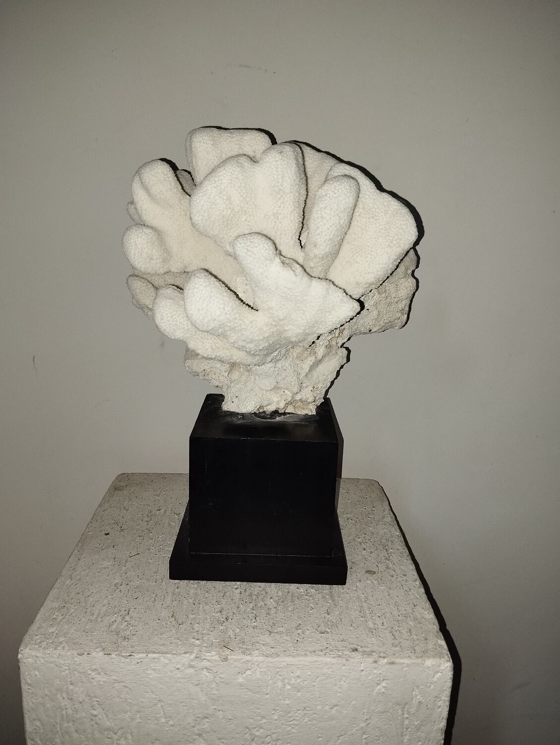 Coral on base cabinet of curiosities