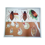 Former school poster Rossignol 50s crayfish spider ha