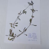 Set of 6 herbarium boards