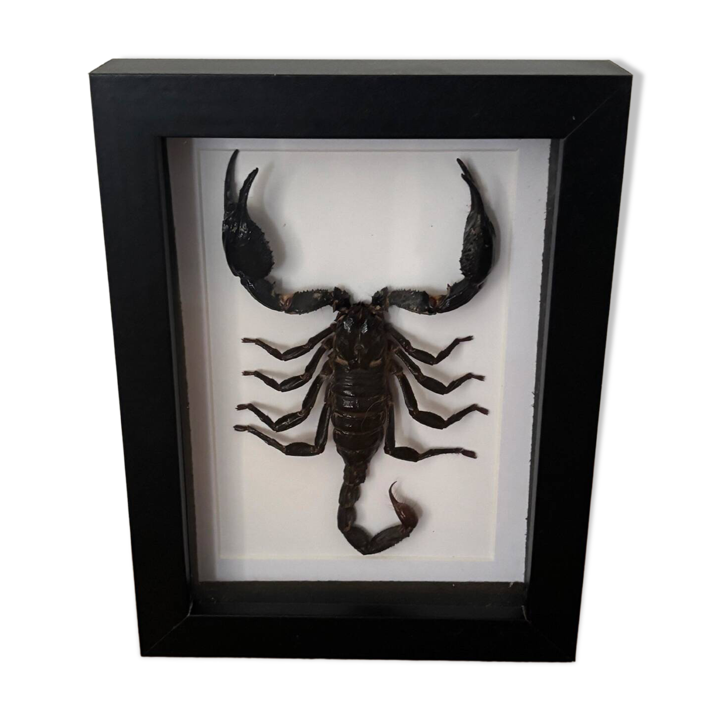 Taxidermie d'un scorpion