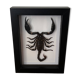 Taxidermie d'un scorpion