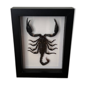 Taxidermie d'un scorpion