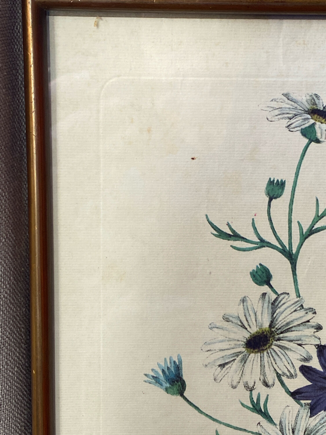 Poster, botanical plate Brachycome iberidifolia