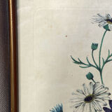 Poster, botanical plate Brachycome iberidifolia