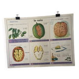 Vintage educational poster