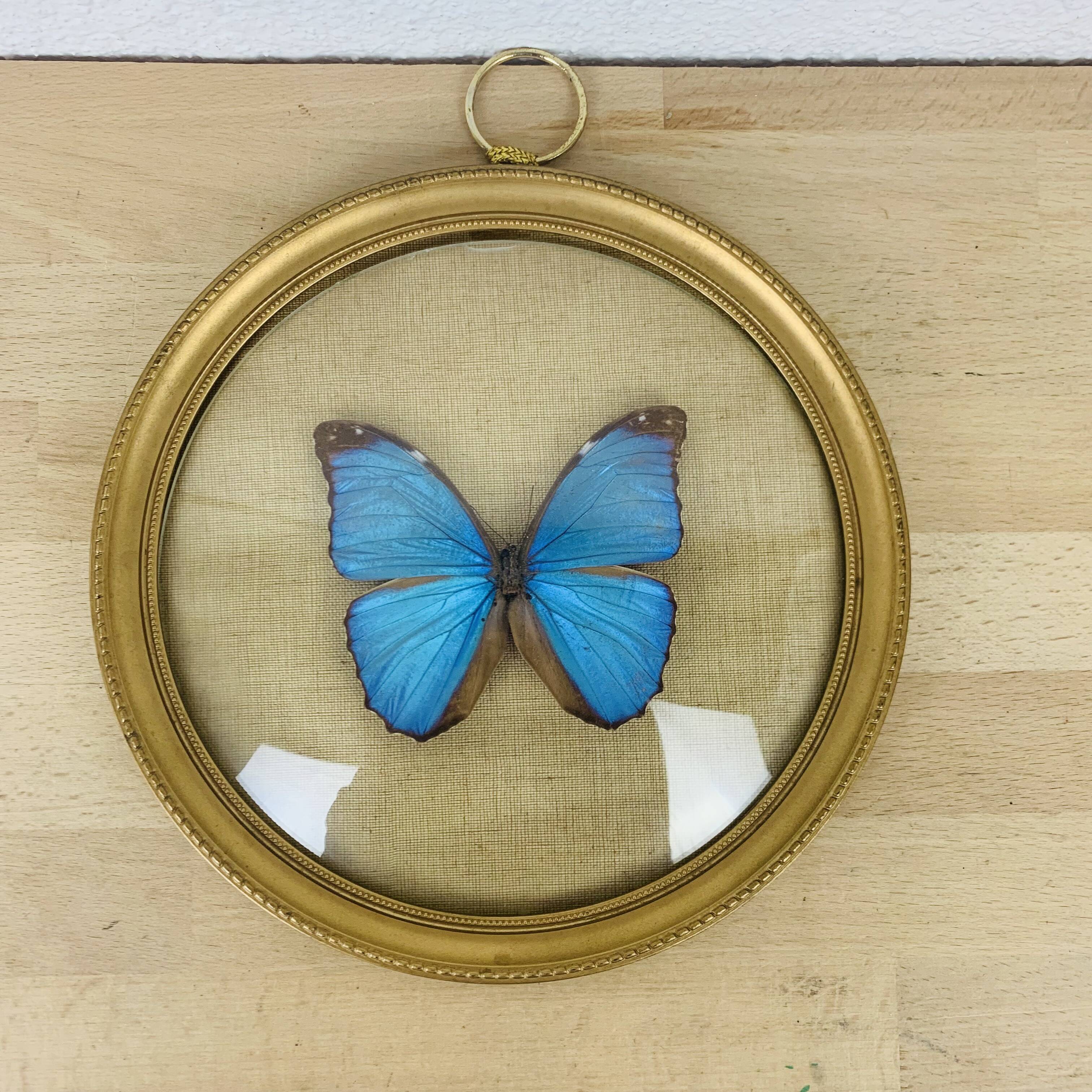 Morpho curved glass butterfly frame