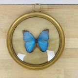 Morpho curved glass butterfly frame
