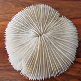 White coral 1970s seashell large size