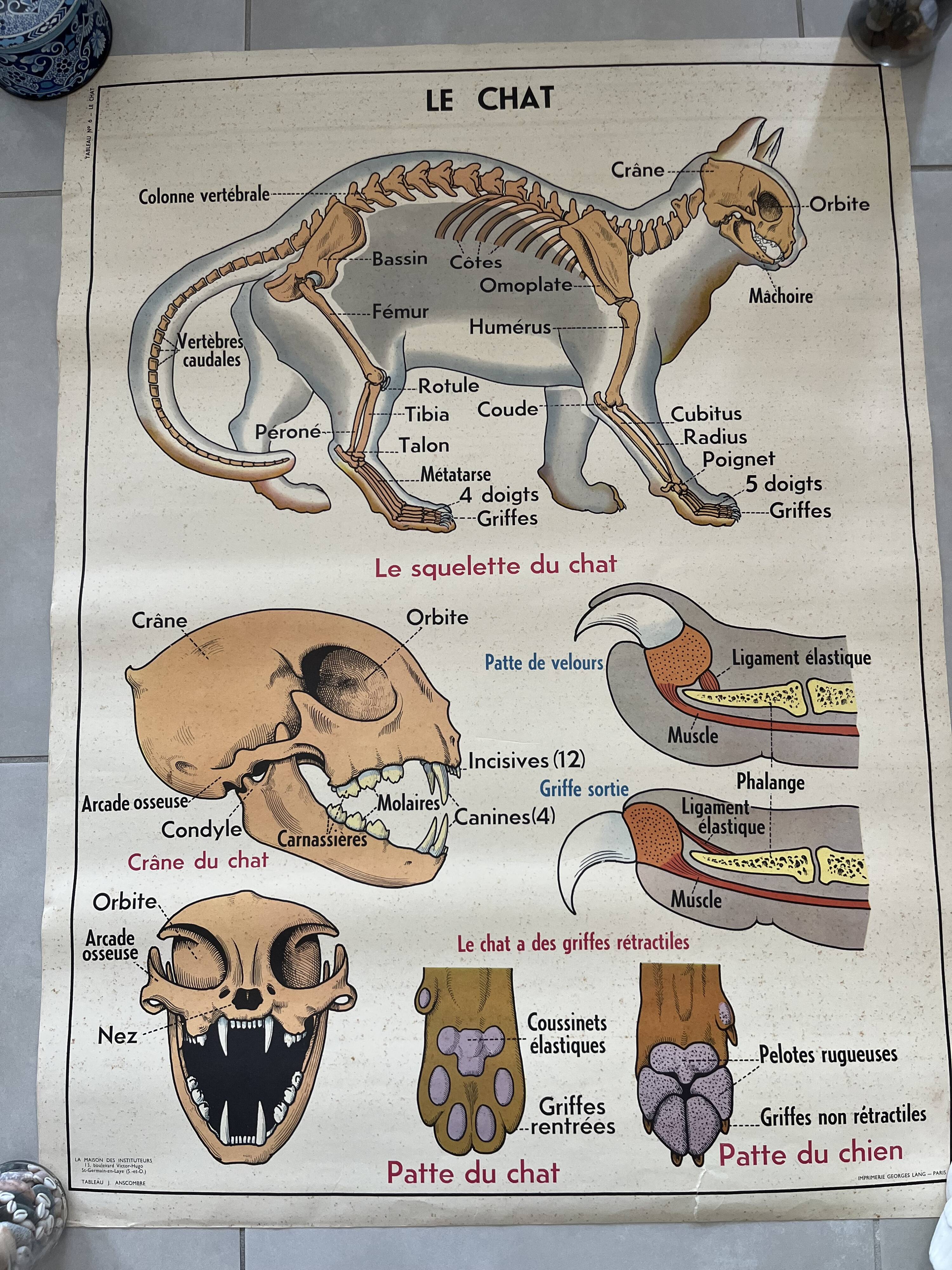 Affiche scolaire ancienne Rossignol – Anatomie animale chat / porc – recto