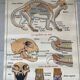 Affiche scolaire ancienne Rossignol – Anatomie animale chat / porc – recto