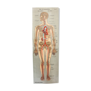 Affiche d'anatomie xixeme