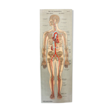 Anatomy poster XIXth