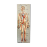 Anatomy poster XIXth