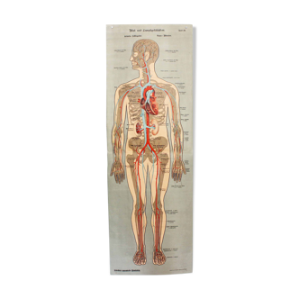 Affiche d'anatomie XIXeme