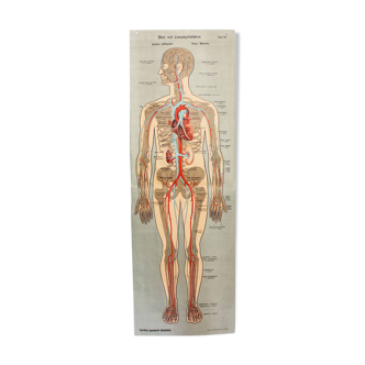 Anatomy poster XIXth