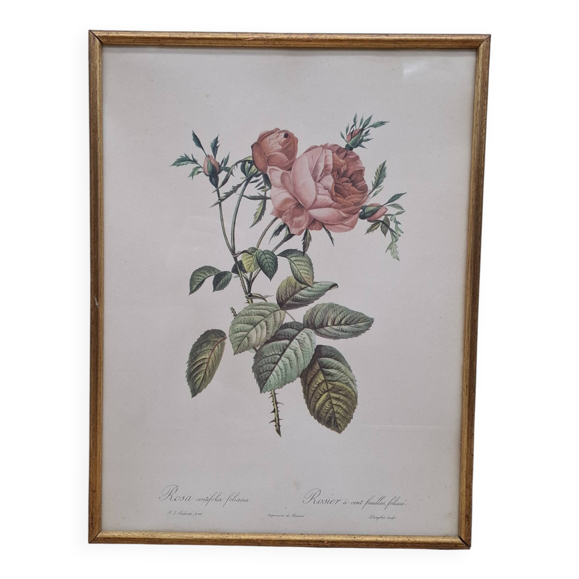 Botanical lithograph Hundred-leaf rose bush PJ Redouté