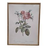 Botanical lithograph Hundred-leaf rose bush PJ Redouté