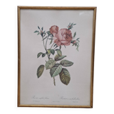 Botanical lithograph Hundred-leaf rose bush PJ Redouté