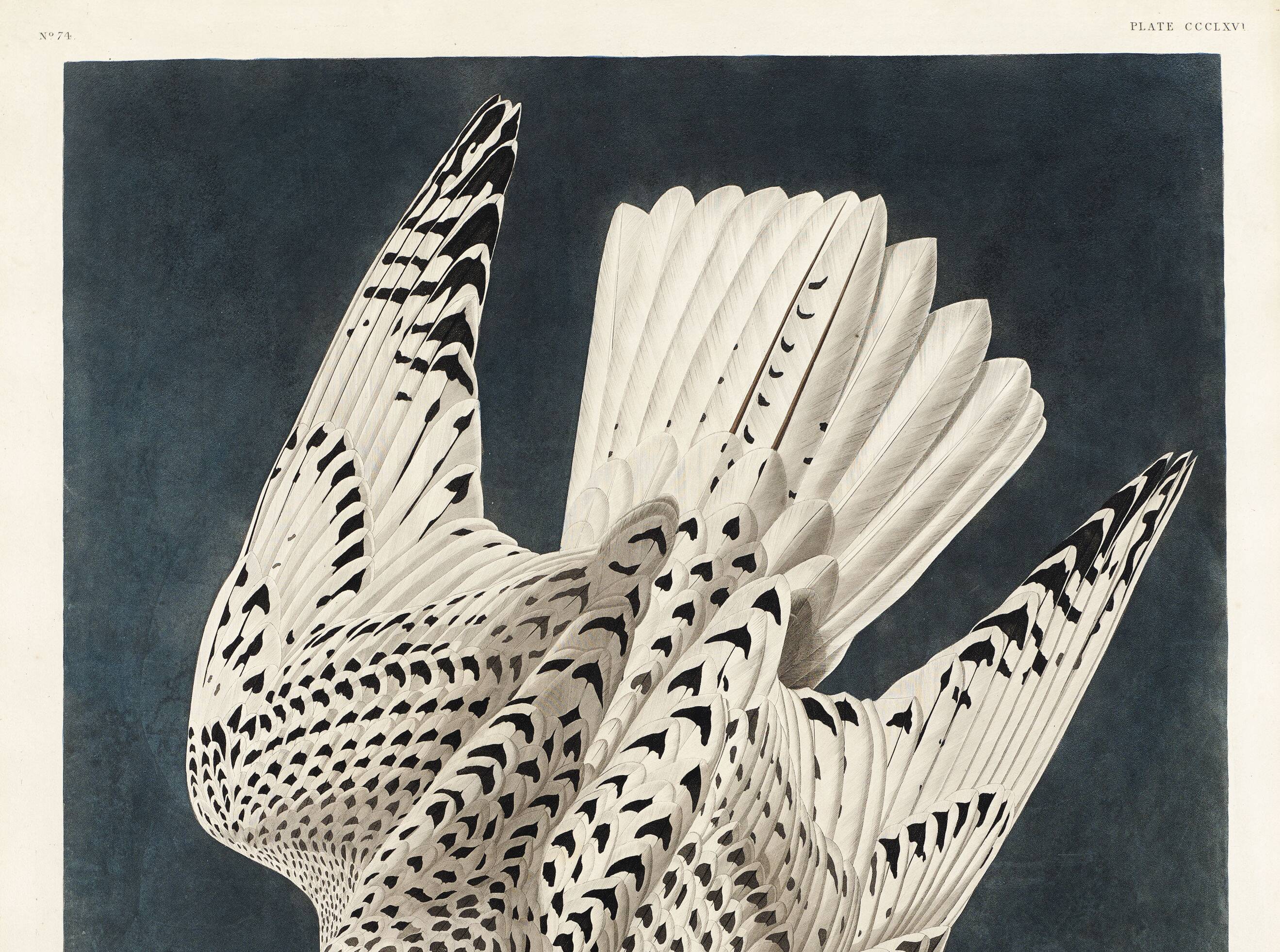 Affiche sur le Faucon gerfaut, d’après une gravure ancienne de 1827.