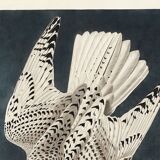 Affiche sur le Faucon gerfaut, d’après une gravure ancienne de 1827.