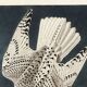Poster about the Gyrfalcon, based on an old engraving from 1827.