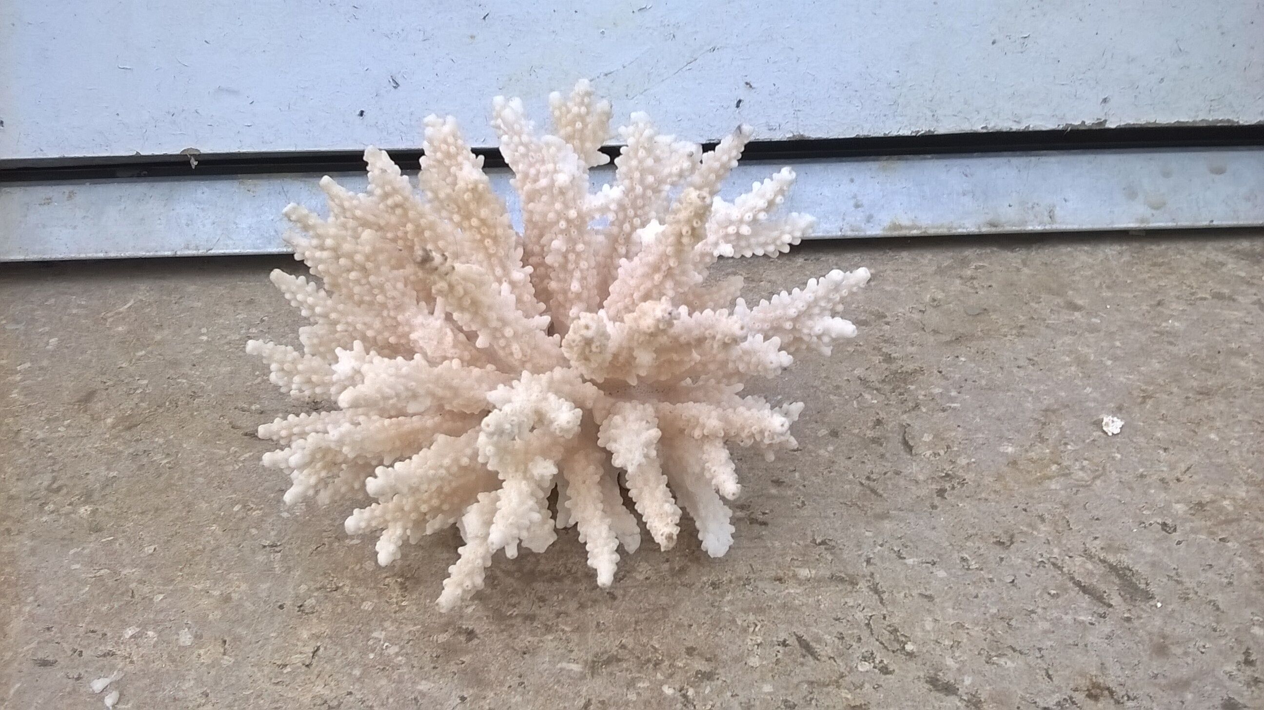 Vintage white coral