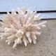 Corail blanc vintage
